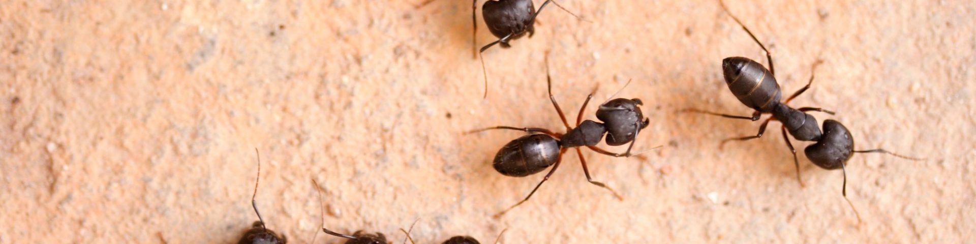 tmpooja-info-ants-types-online-mega-pooja-store