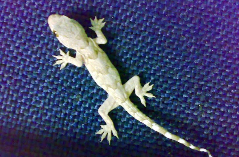 tmpooja-lizard-info-god-online-varadharaja-perumal