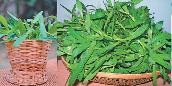 tmpooja-ponnanganni-palangal-natural-herbals-online-mega-pooja-store