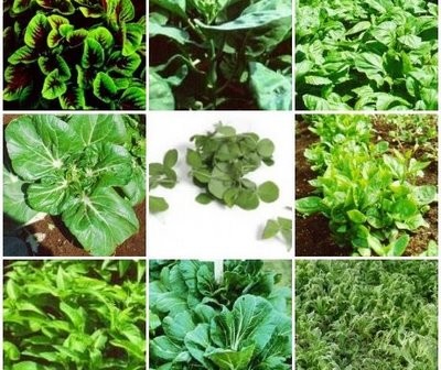 tmpooja-30-vagai-keeraigalum-athan-payangalum-natural-herbals-online-mega-pooja-store