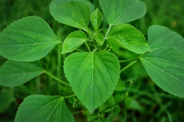 tmpooja-nalam-tharum-ilaigal-natural-herbals-online-mega-pooja-store