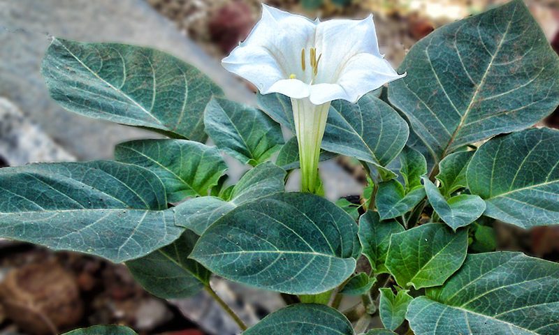 tmpooja-oomathai-natural-herbals-online-mega-pooja-store