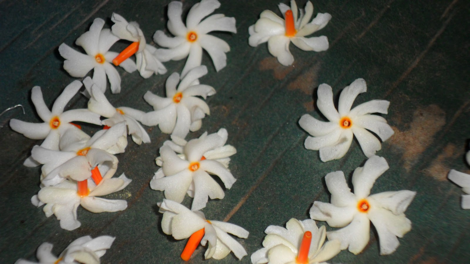 tmpooja-pavalamalli-natural-herbals-online-mega-pooja-store